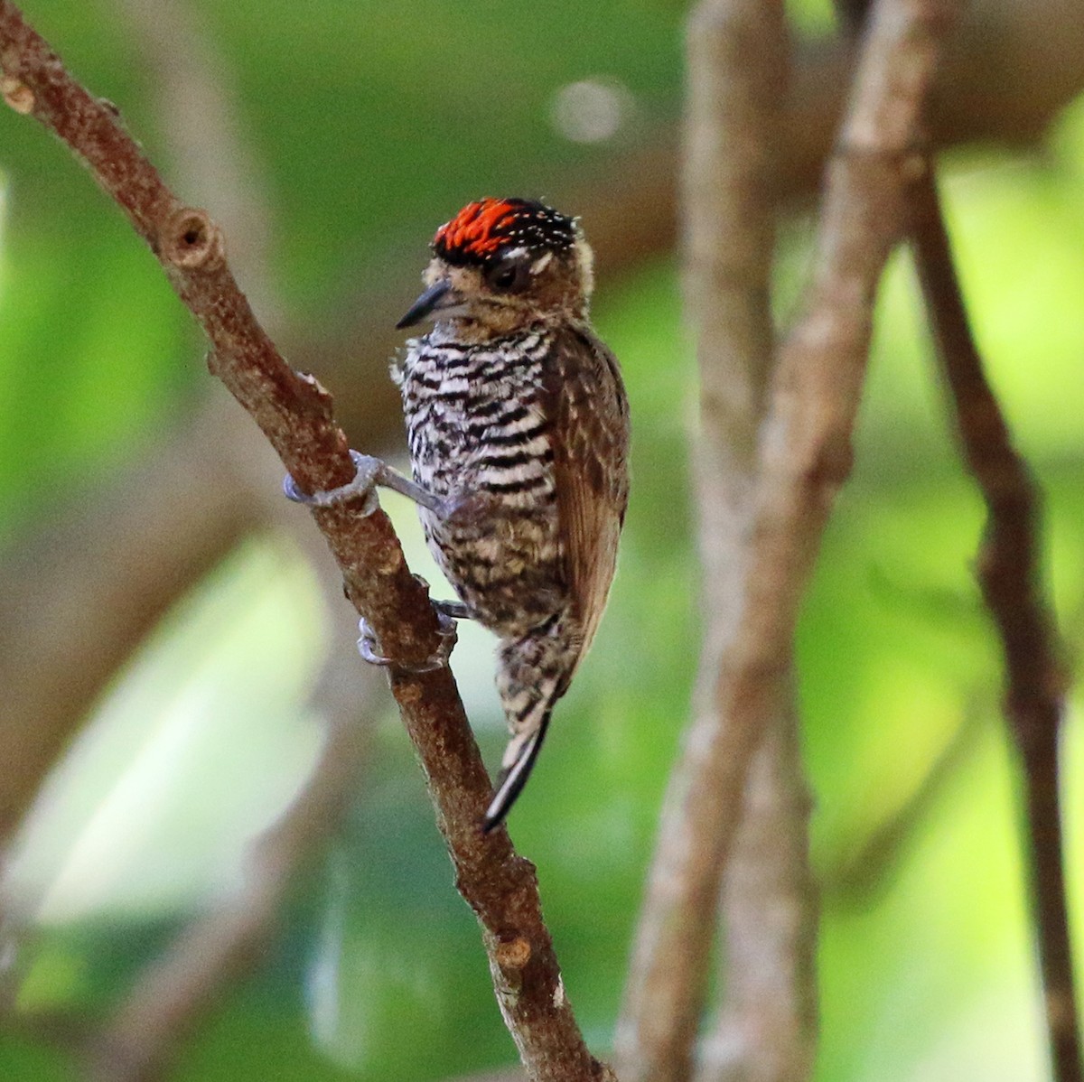 White-barred Piculet - ML646759523