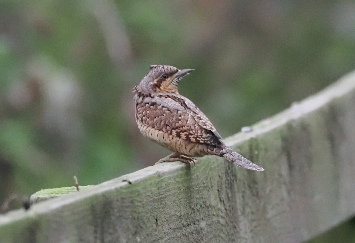 Вертишейка - ML646759524