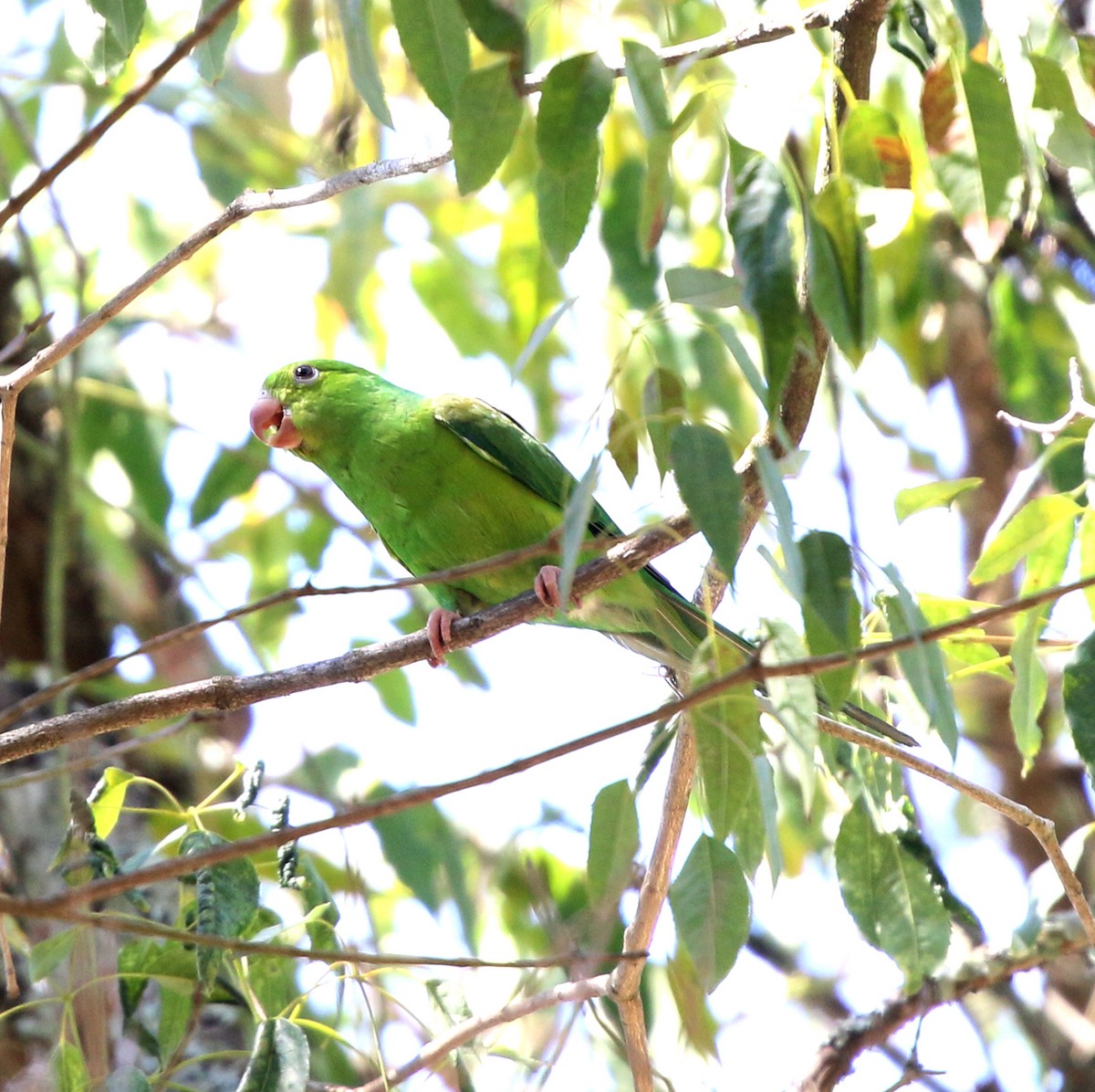 Plain Parakeet - ML646759526