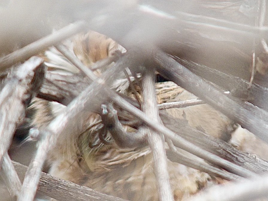 Doğulu Puhucuk [asio grubu] - ML646759535