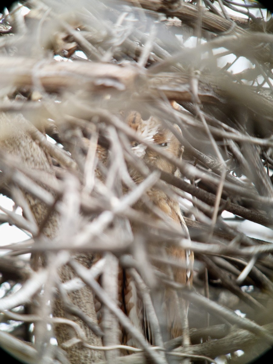 Doğulu Puhucuk [asio grubu] - ML646759536