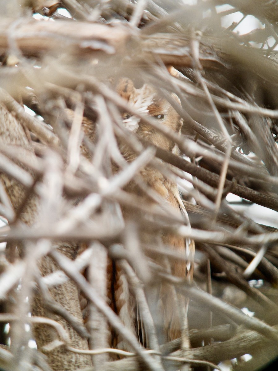 Doğulu Puhucuk [asio grubu] - ML646759537