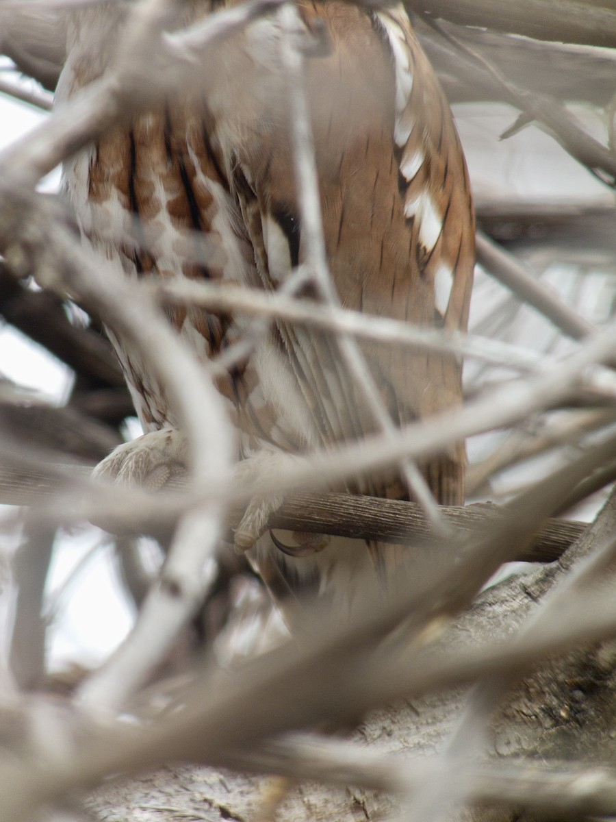 Doğulu Puhucuk [asio grubu] - ML646759538