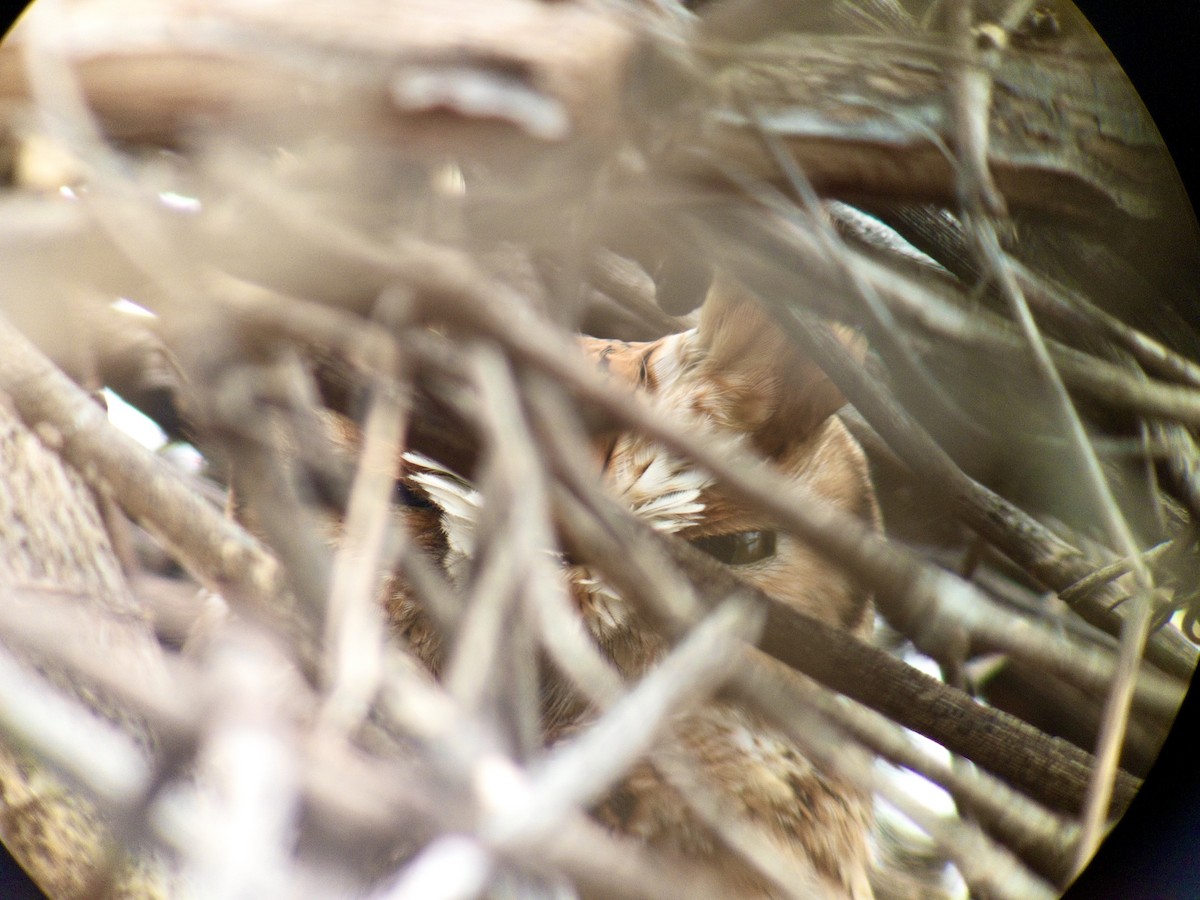 Doğulu Puhucuk [asio grubu] - ML646759539