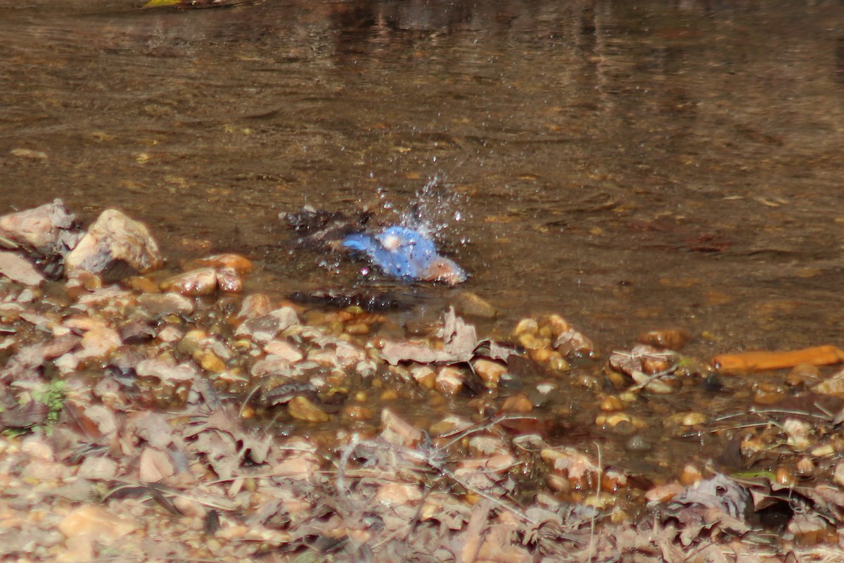 Eastern Bluebird - ML646759540