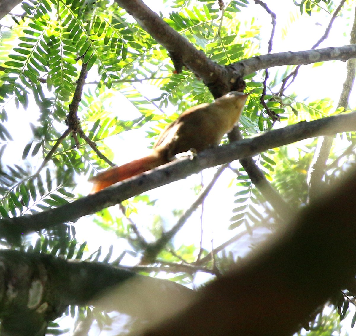 Pallid Spinetail - ML646759541