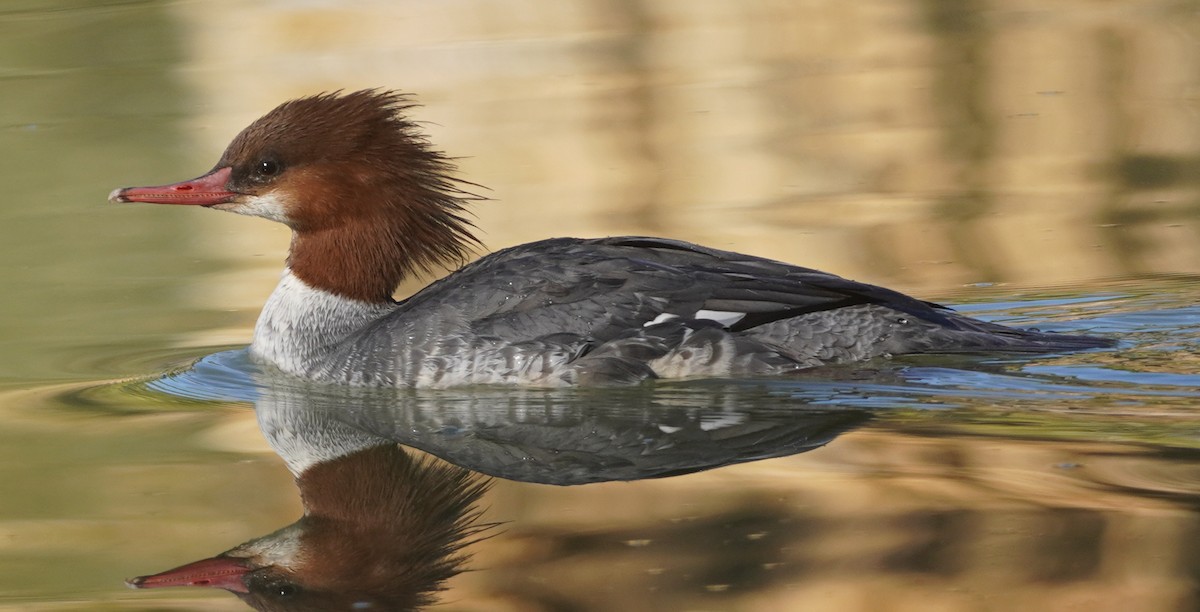 カワアイサ - ML646759543