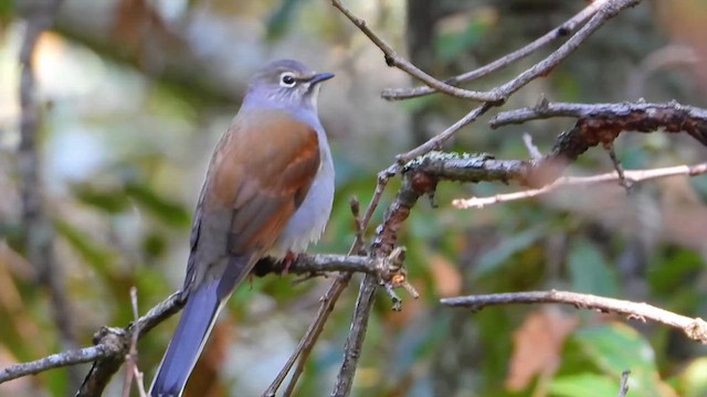 Brown-backed Solitaire - ML646759546
