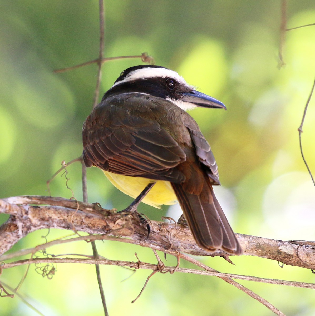 Great Kiskadee - ML646759547