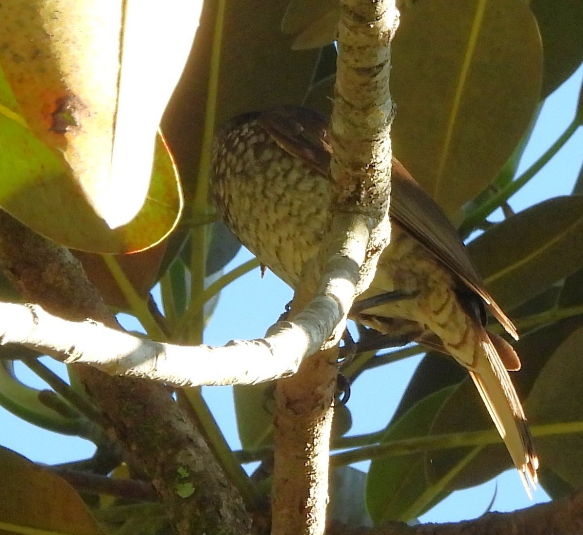 Regent Bowerbird - ML646759548