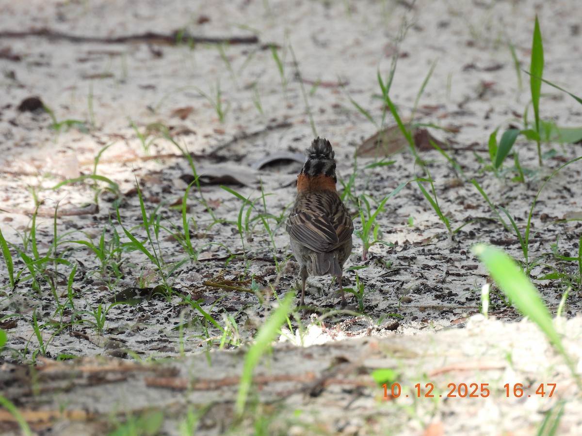 Rufous-collared Sparrow - ML646759549