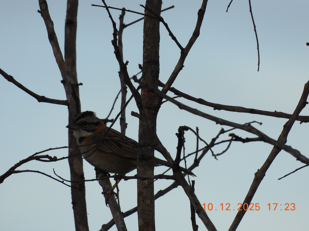 Rufous-collared Sparrow - ML646759550