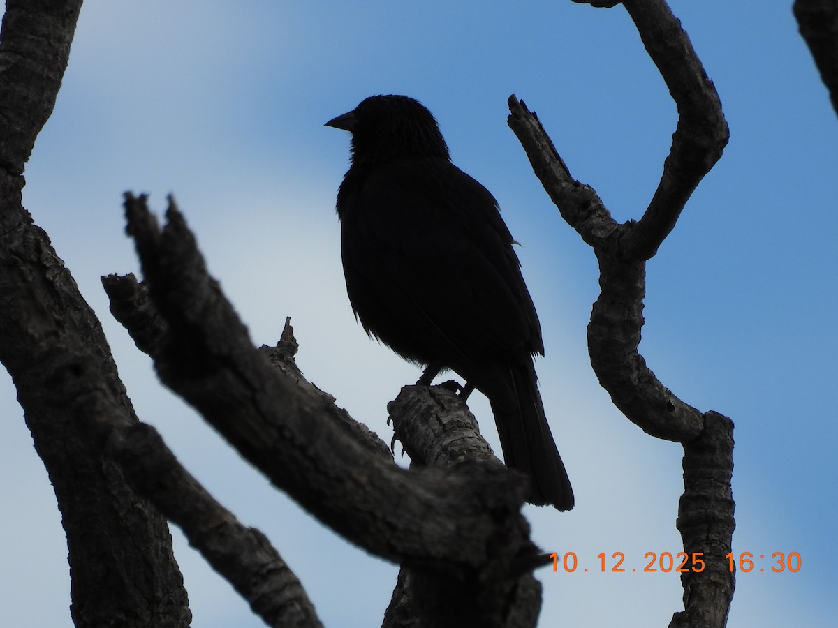 Chopi Blackbird - ML646759554