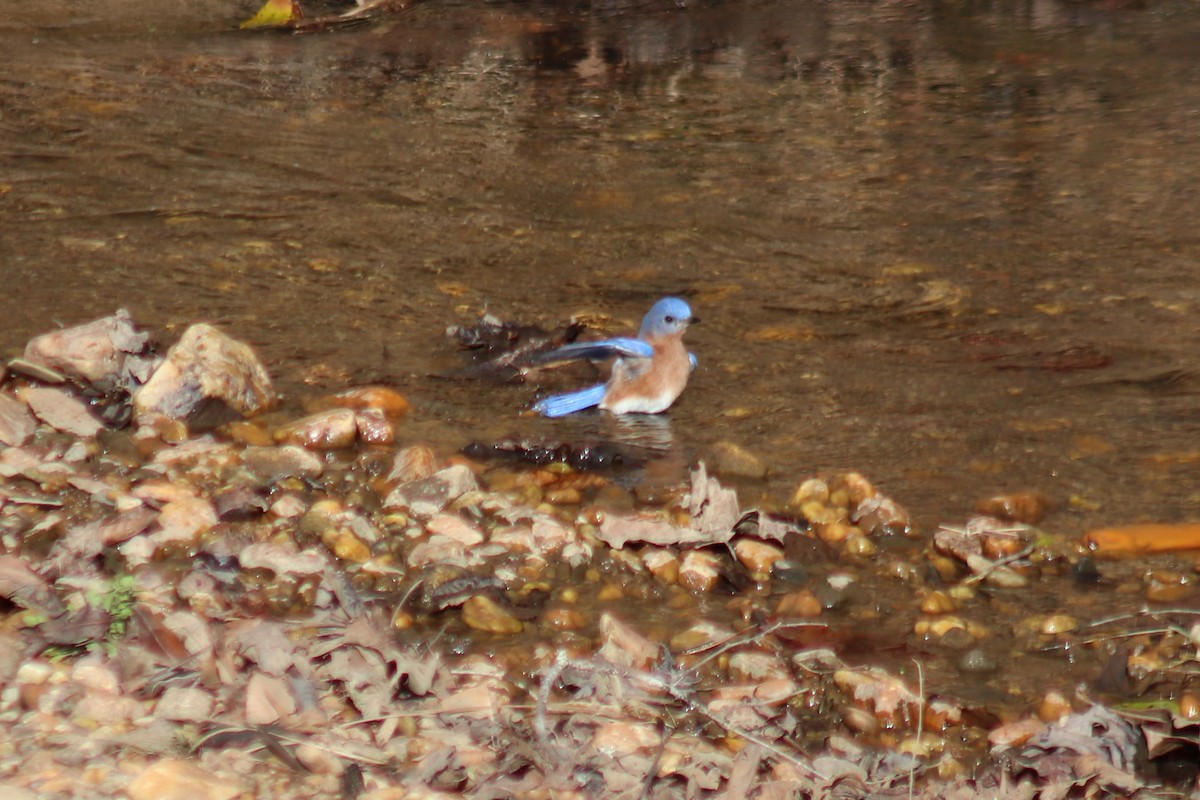 Eastern Bluebird - ML646759555