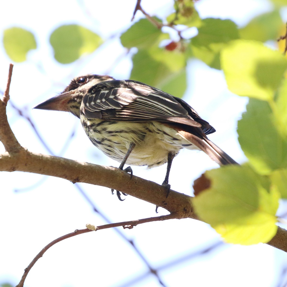 Streaked Flycatcher - ML646759558