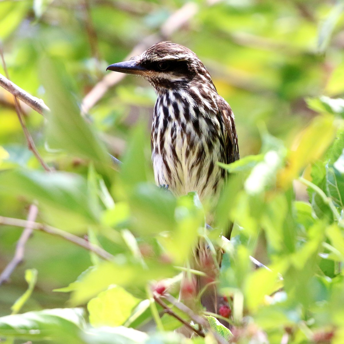 Streaked Flycatcher - ML646759559