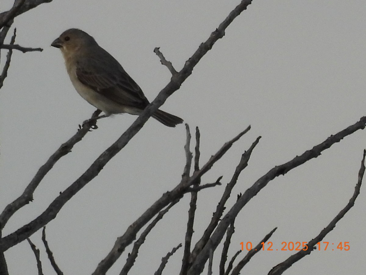 Plumbeous Seedeater - ML646759562