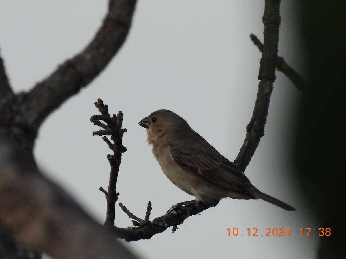 Plumbeous Seedeater - ML646759563