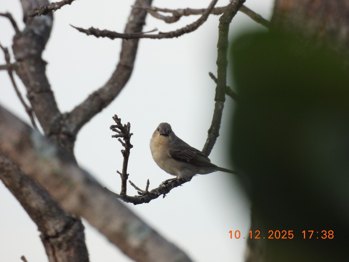 Plumbeous Seedeater - ML646759564