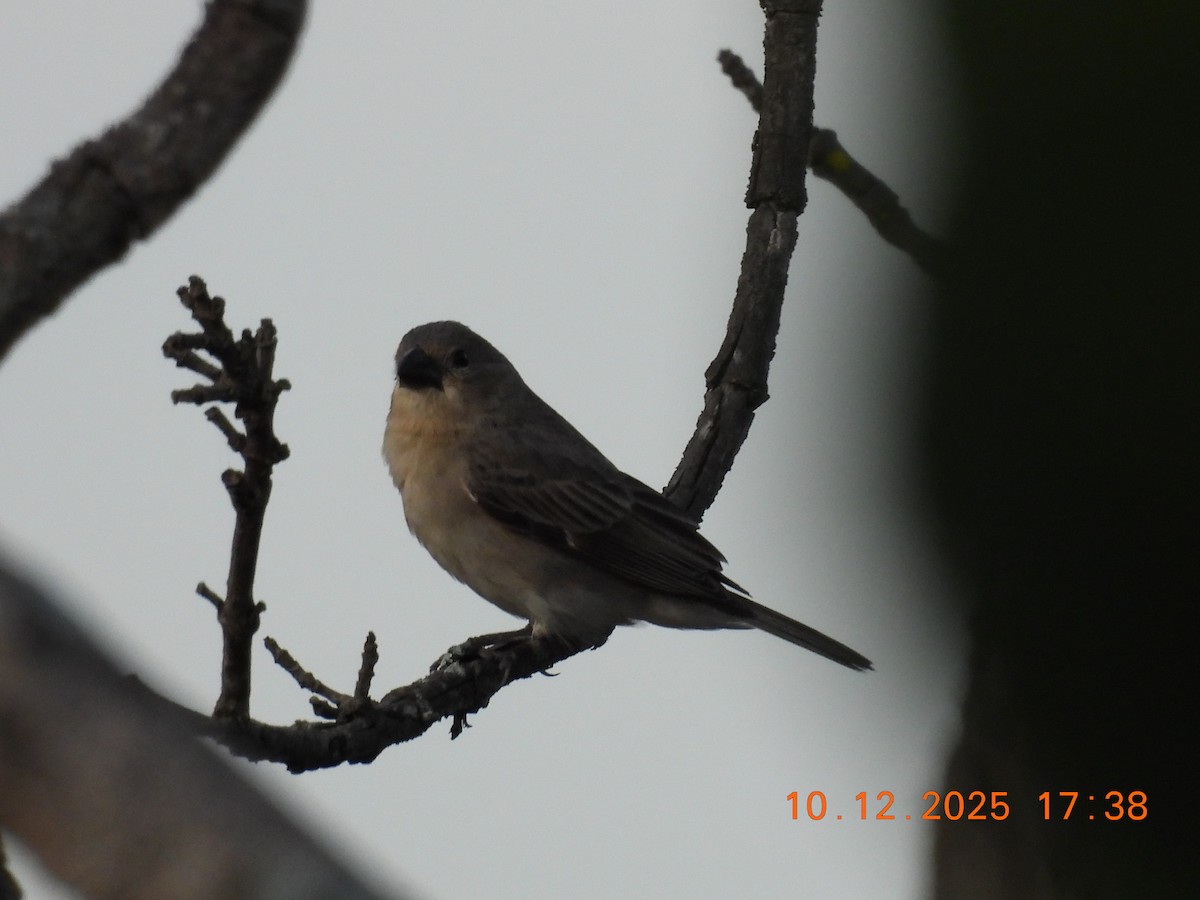 Plumbeous Seedeater - ML646759565