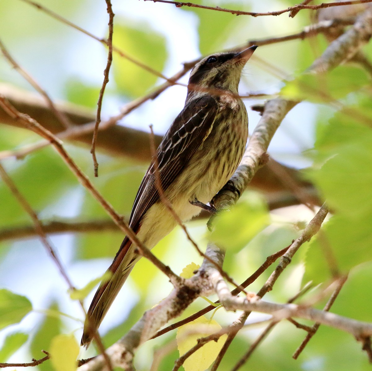 Variegated Flycatcher - ML646759566
