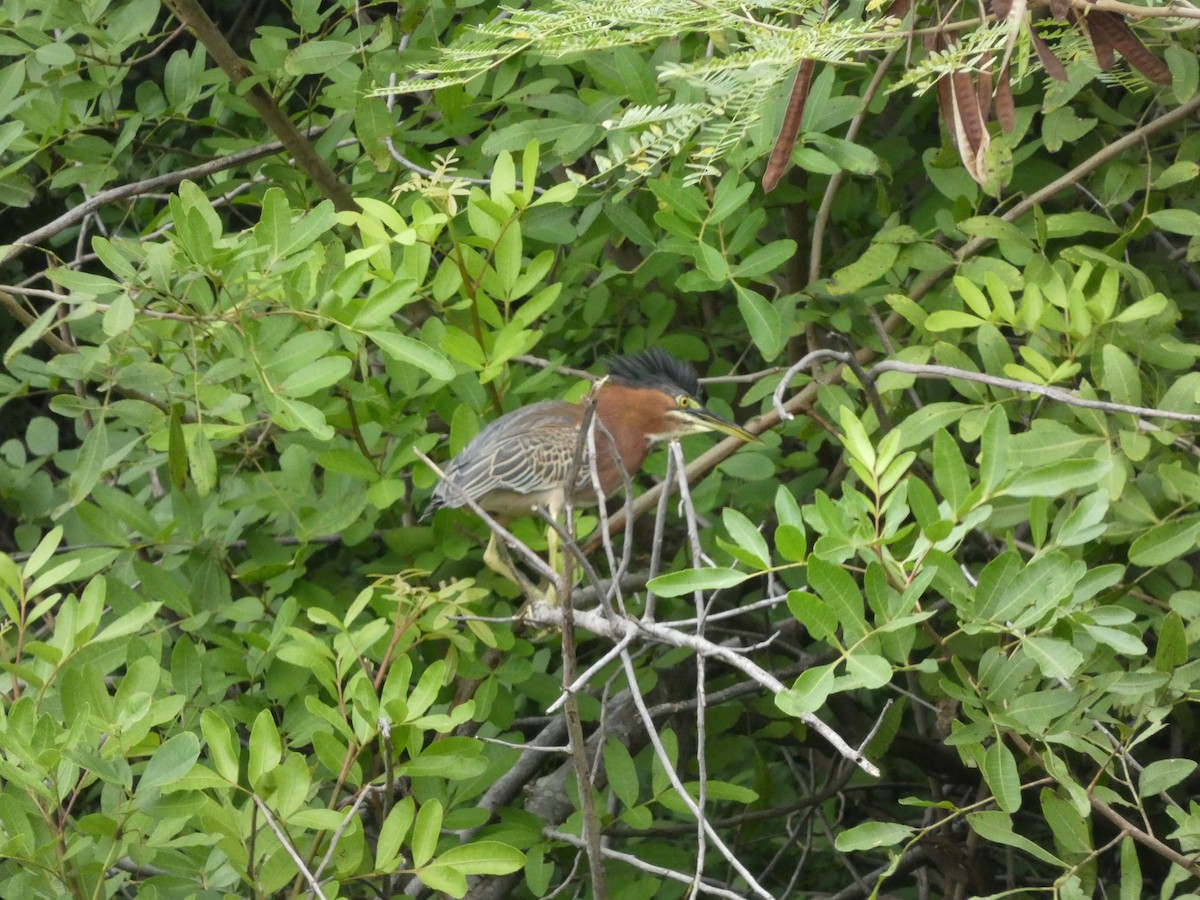 Green Heron - ML646759567