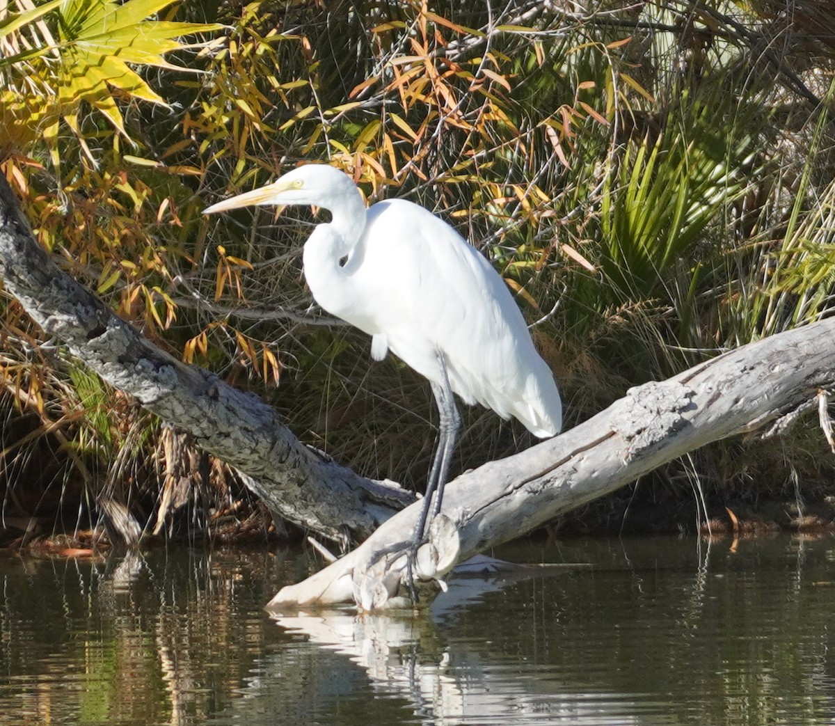 ダイサギ - ML646759571