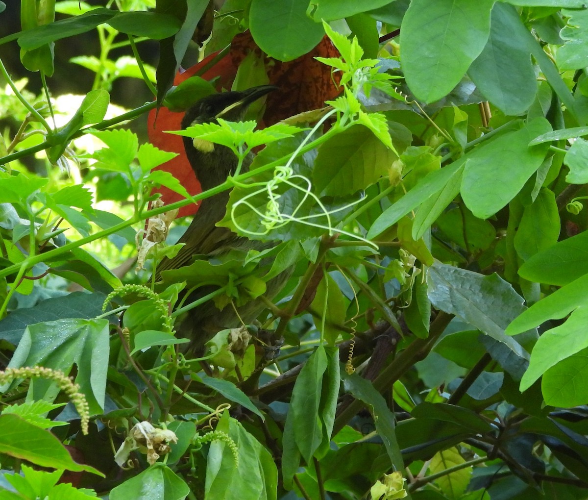 Lewin's Honeyeater - ML646759572