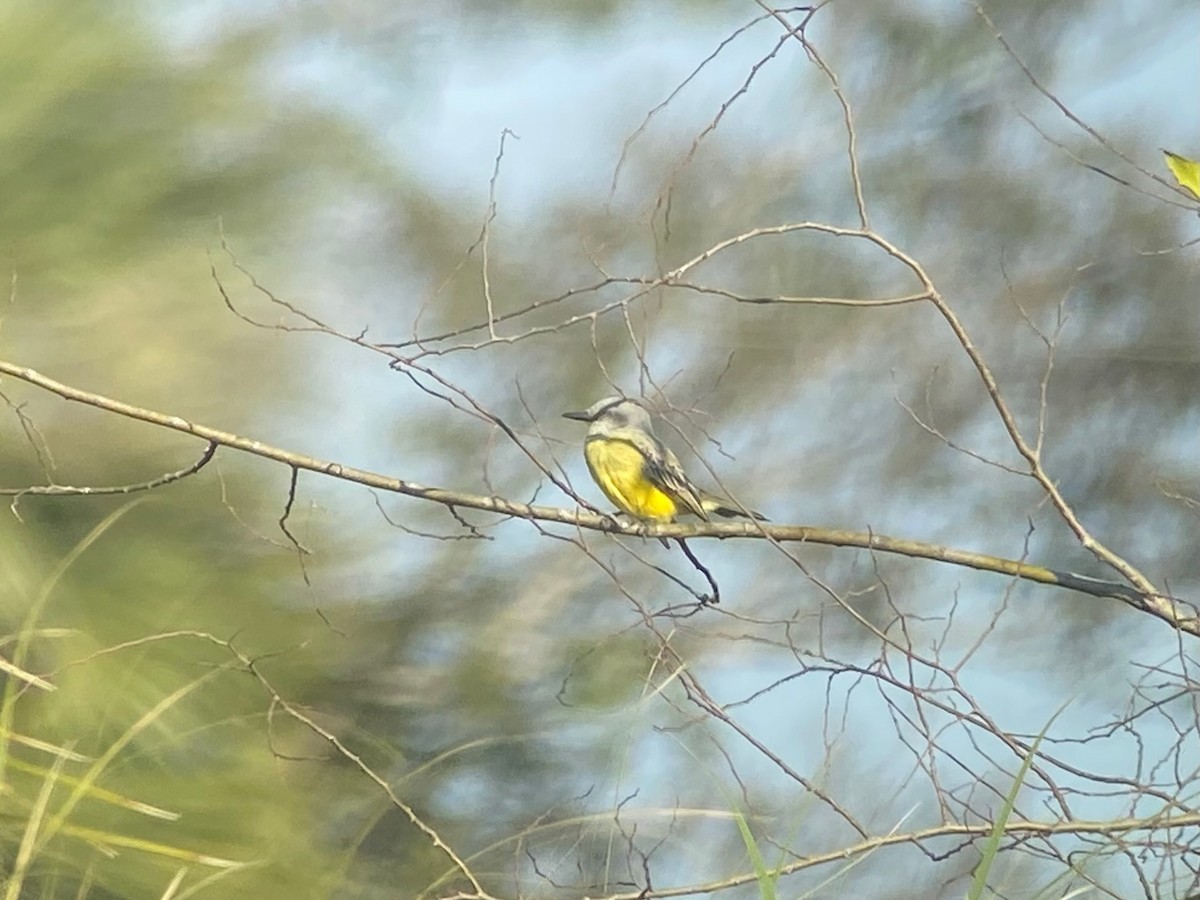 Tropical Kingbird - ML646759573