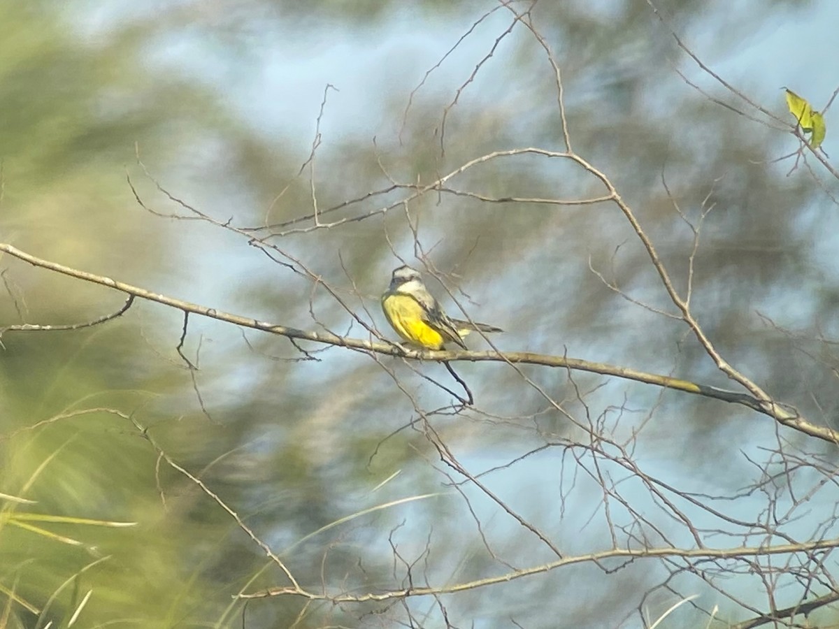 Tropical Kingbird - ML646759574