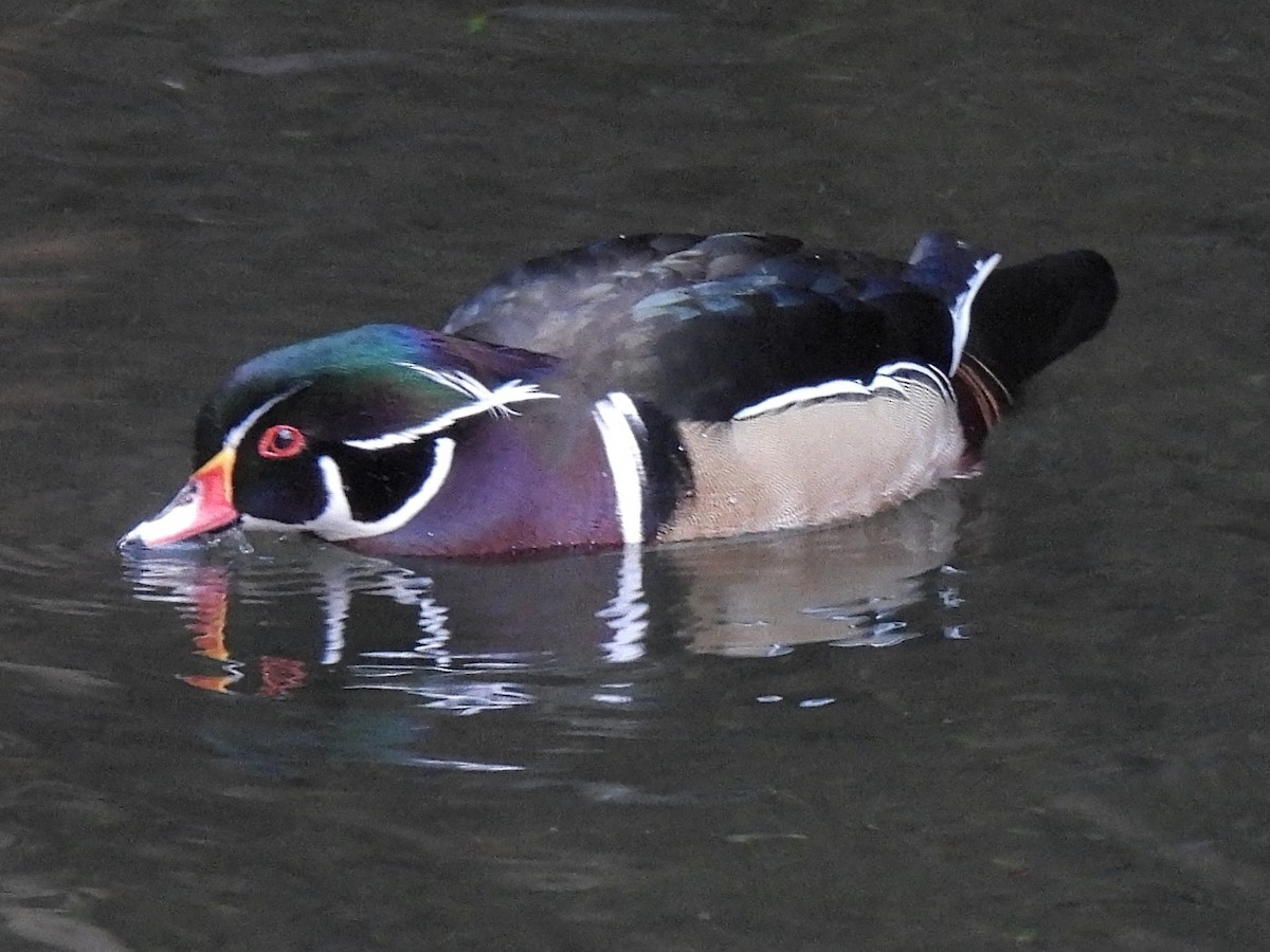 Canard branchu - ML646759575