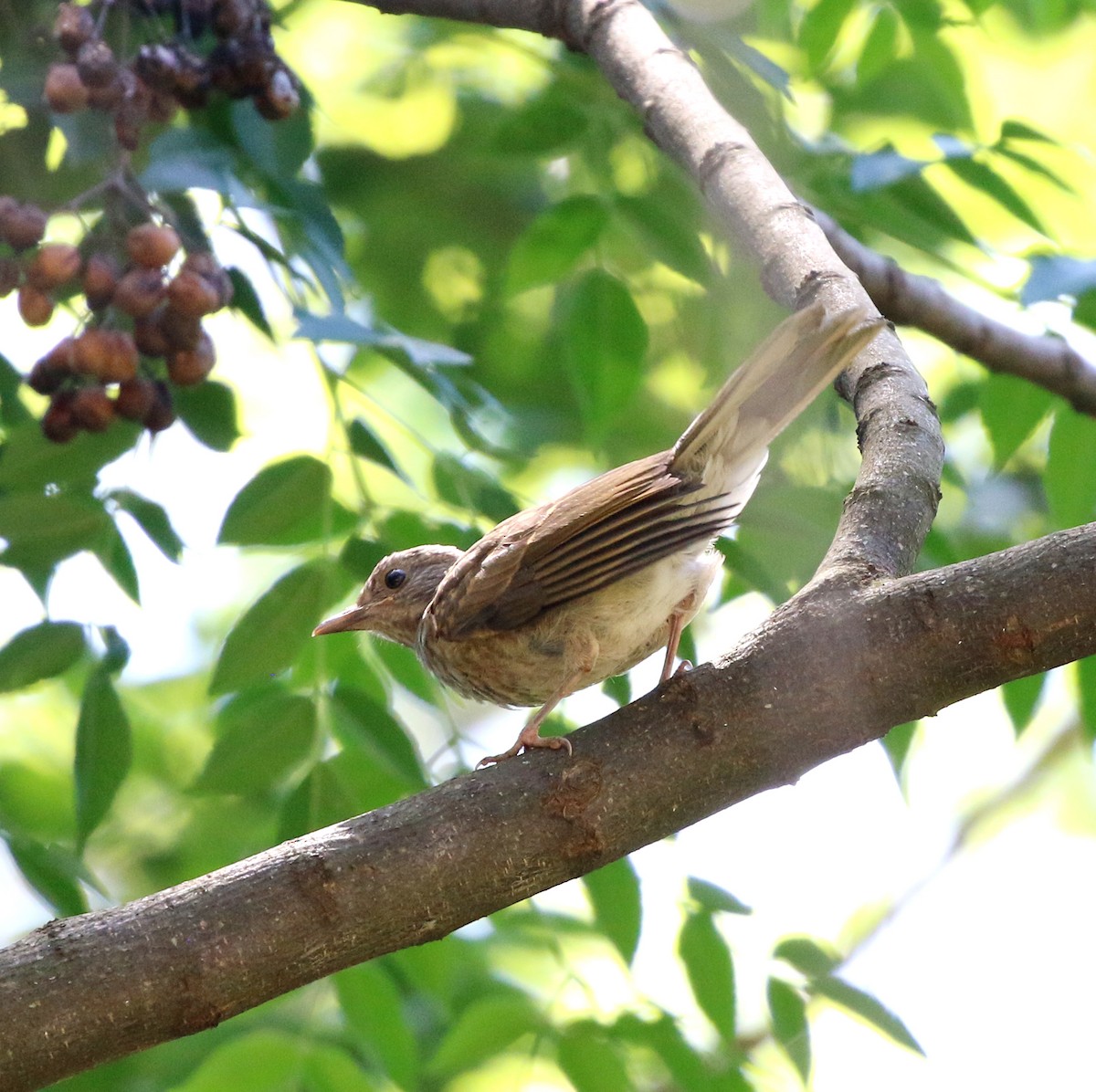 Zorzal Sabiá - ML646759577