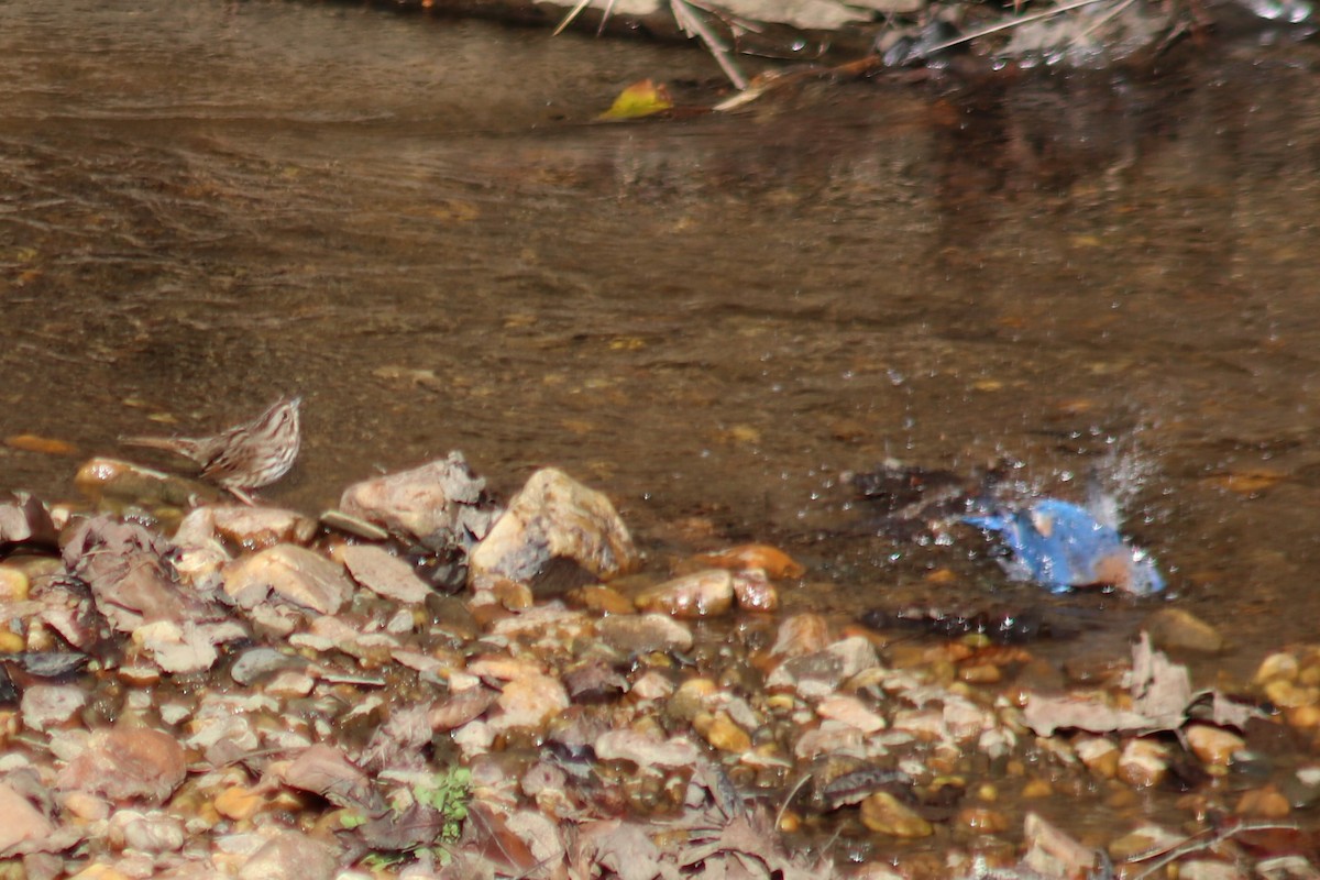 Eastern Bluebird - ML646759579