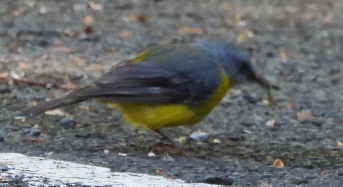 Eastern Yellow Robin - ML646759580