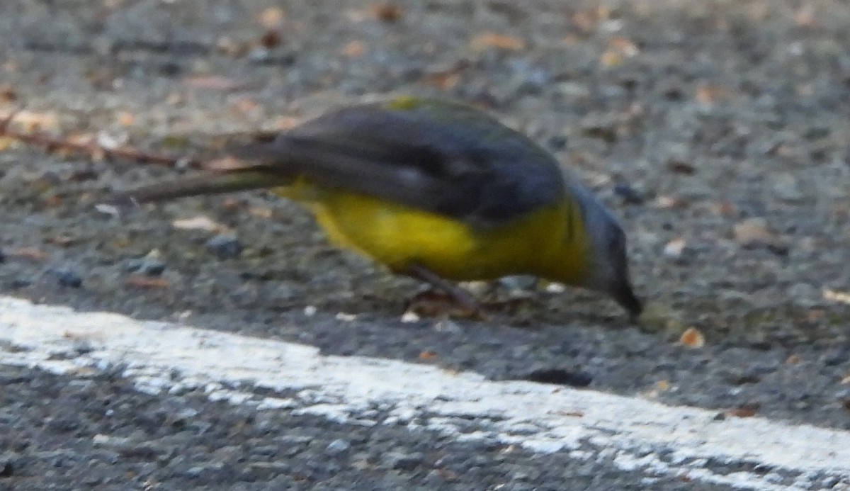 Eastern Yellow Robin - ML646759581