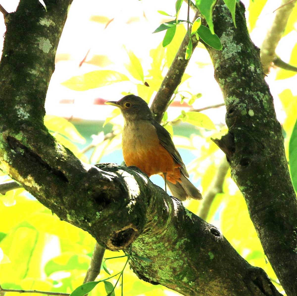 Rufous-bellied Thrush - ML646759582
