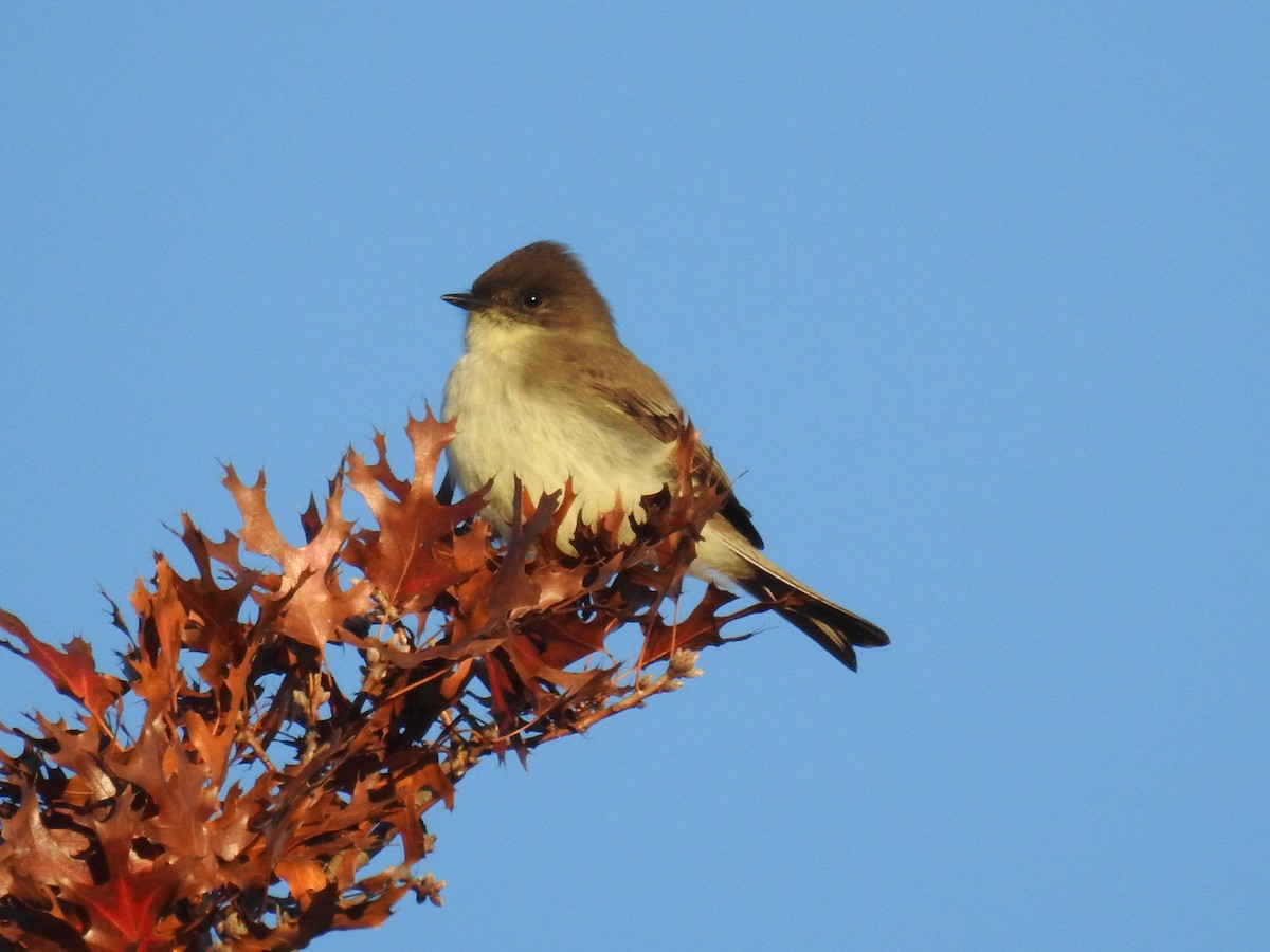 Eastern Phoebe - ML646759584