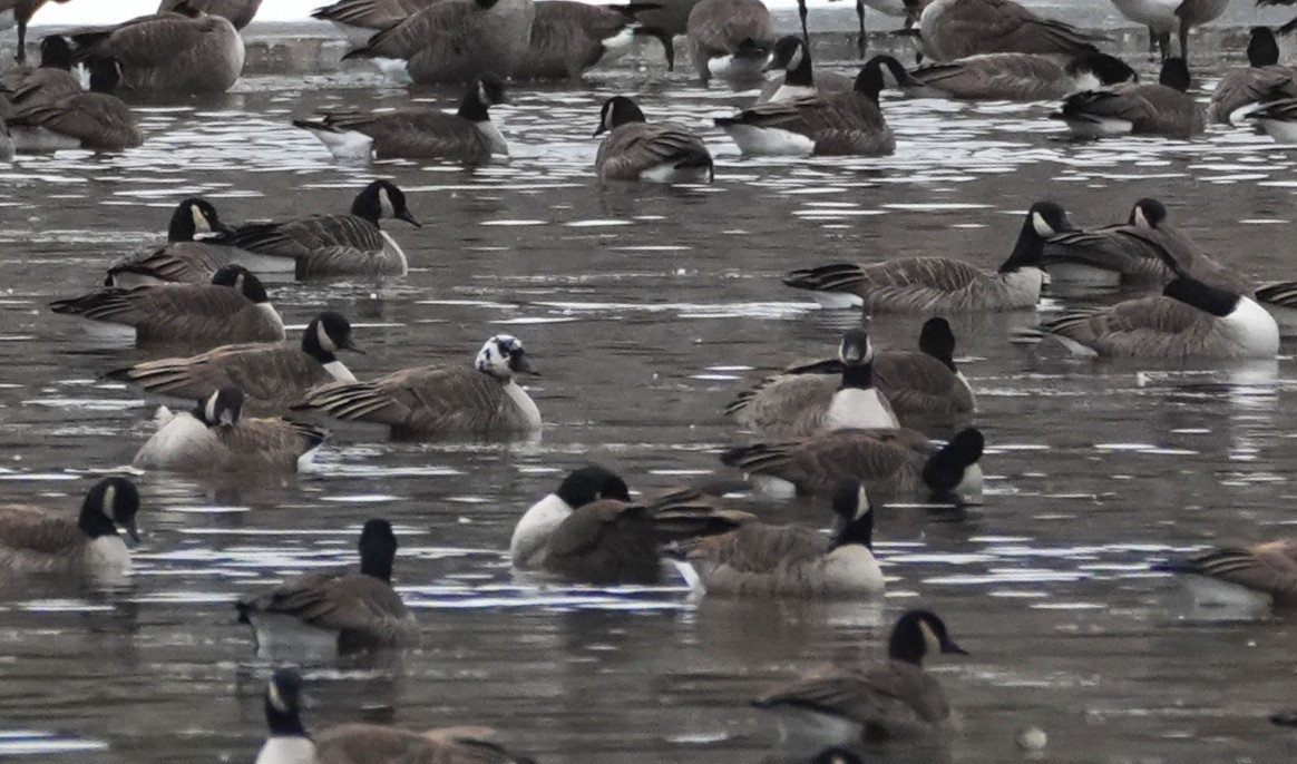 Canada Goose - ML646759586