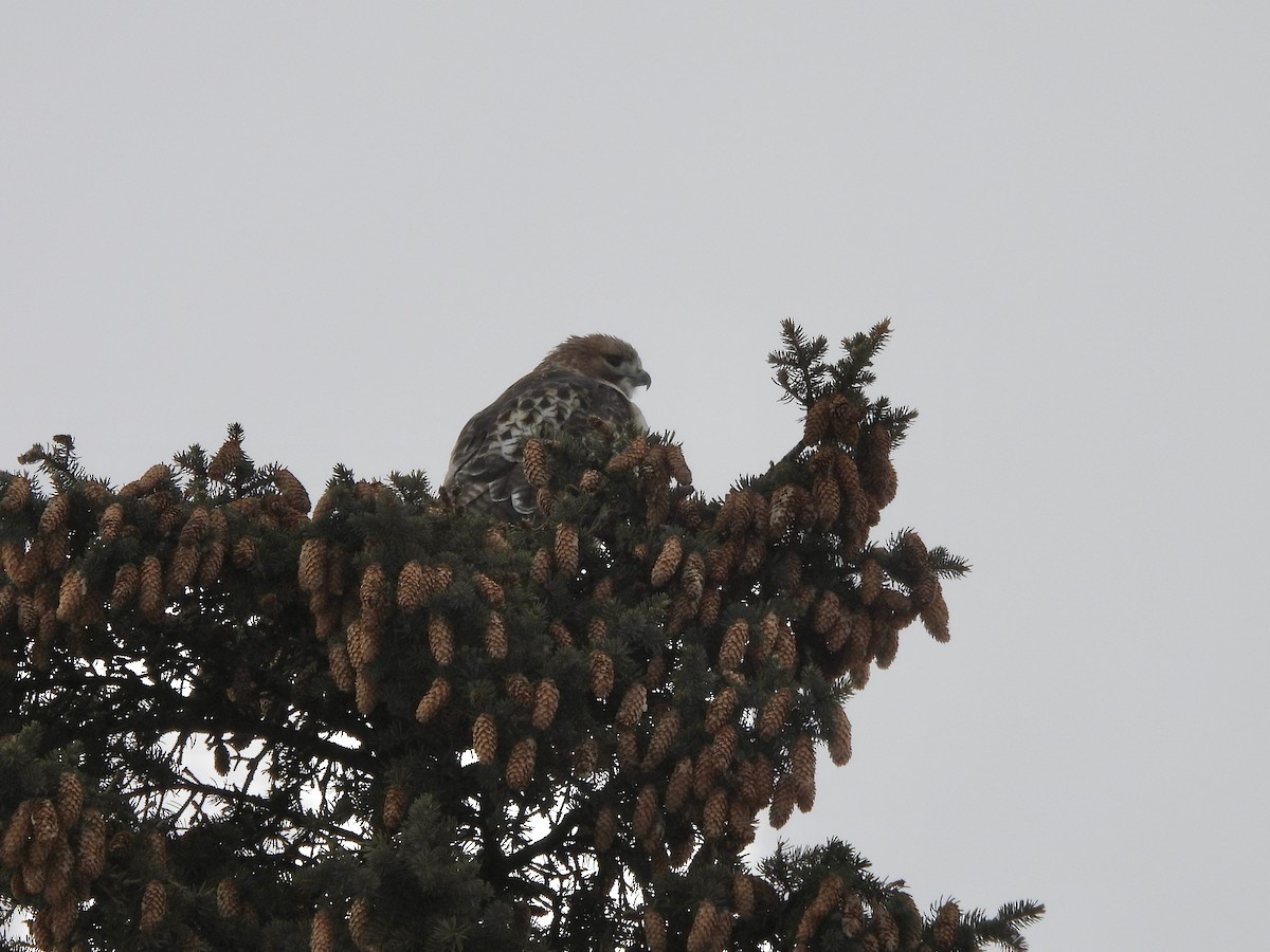 Red-tailed Hawk - ML646759588