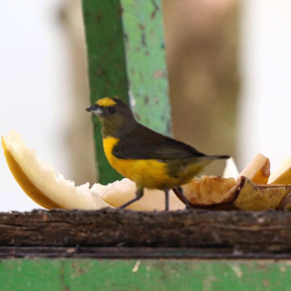 Purple-throated Euphonia - ML646759589