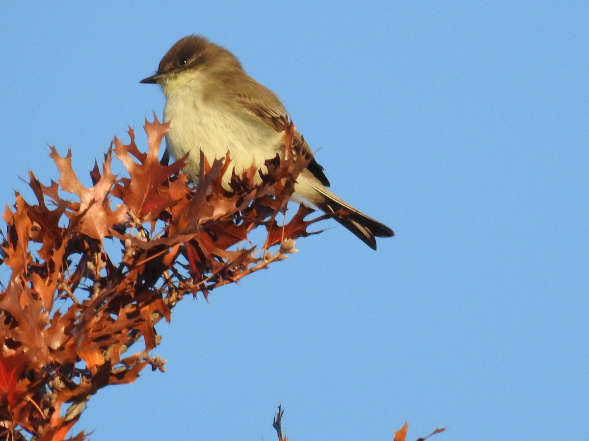 Eastern Phoebe - ML646759590