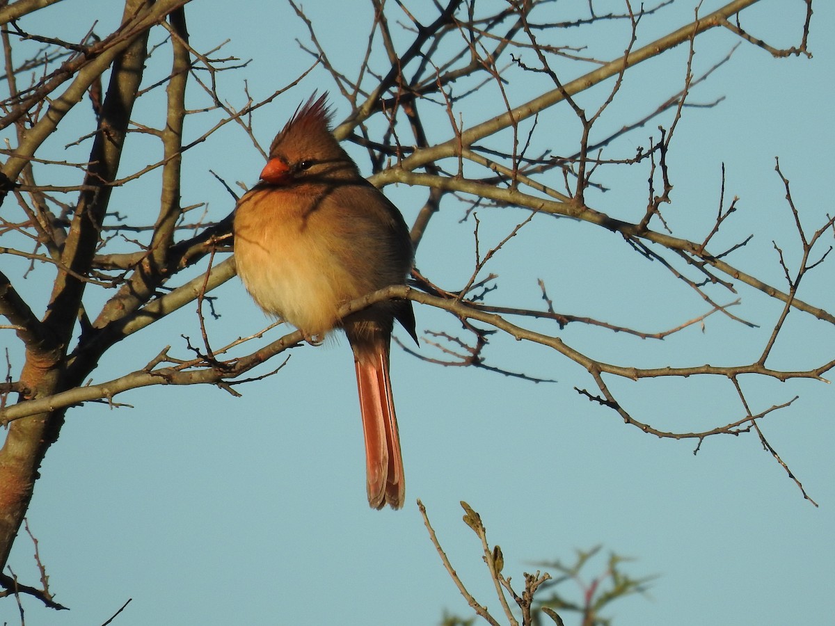Northern Cardinal - ML646759592