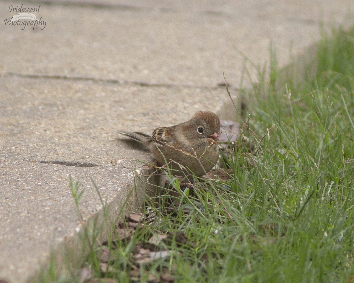 Tarla Serçesi - ML646759593