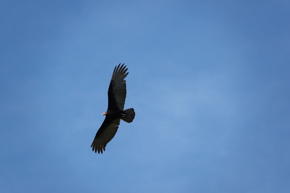 Lesser Yellow-headed Vulture - ML646759594