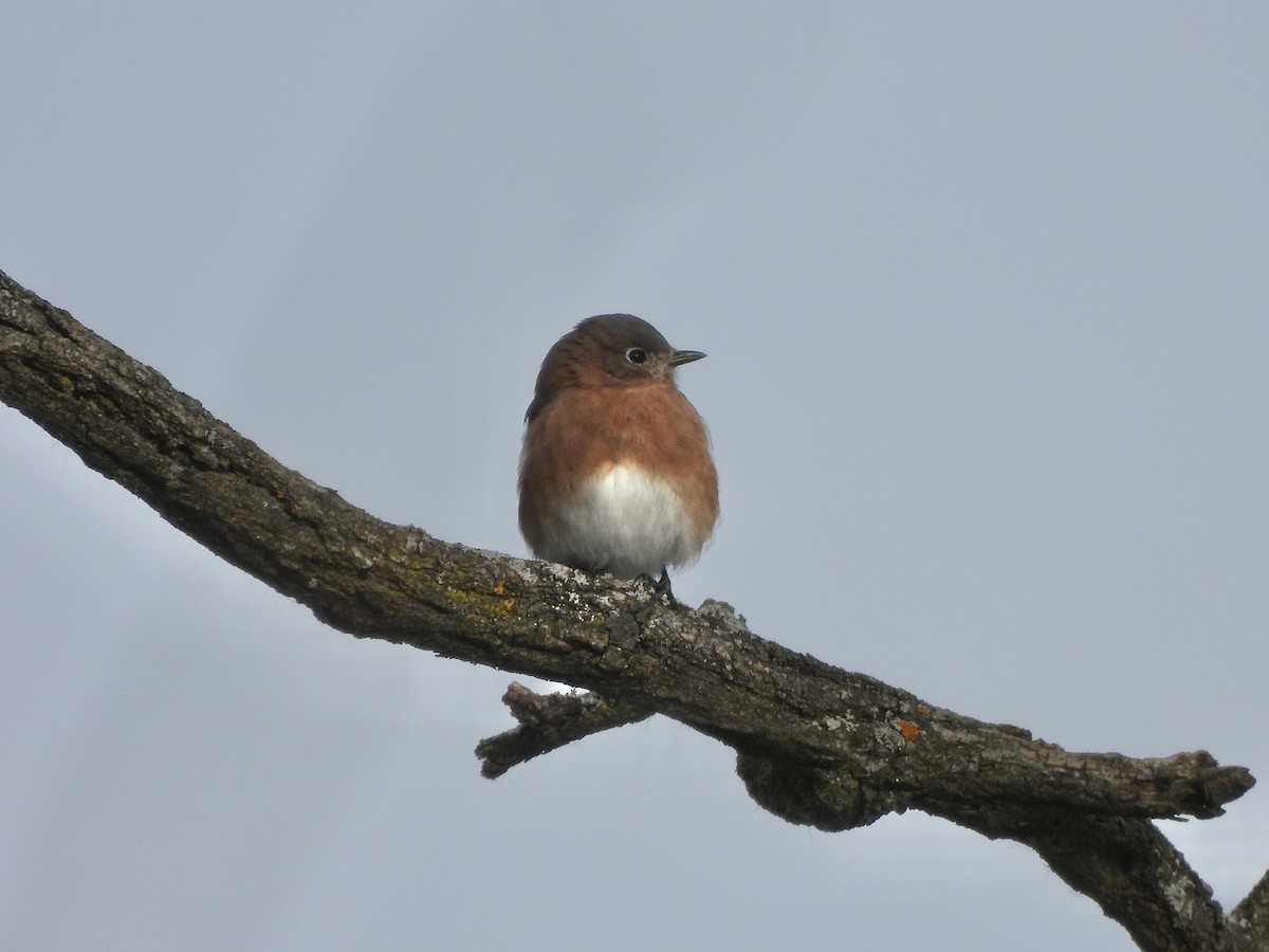 Eastern Bluebird - ML646759595