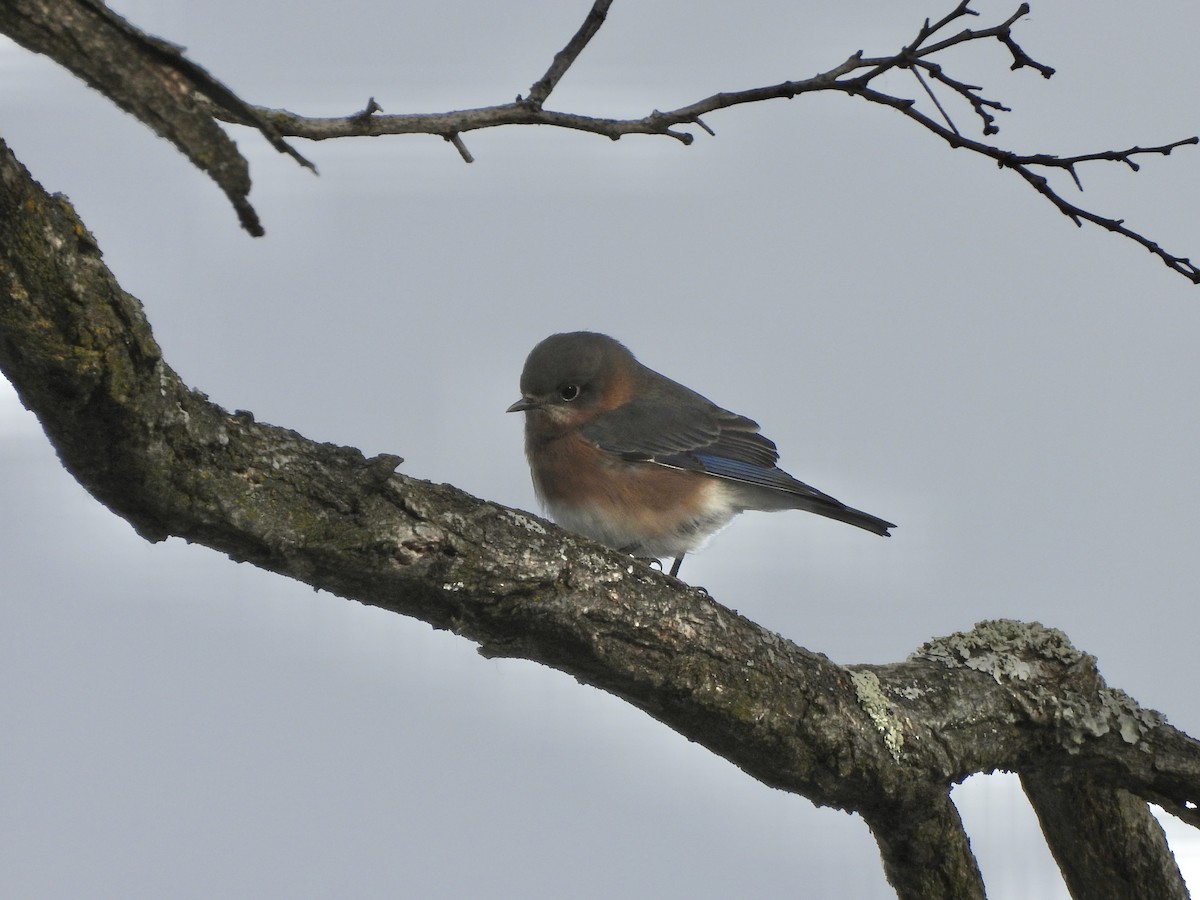 Eastern Bluebird - ML646759596