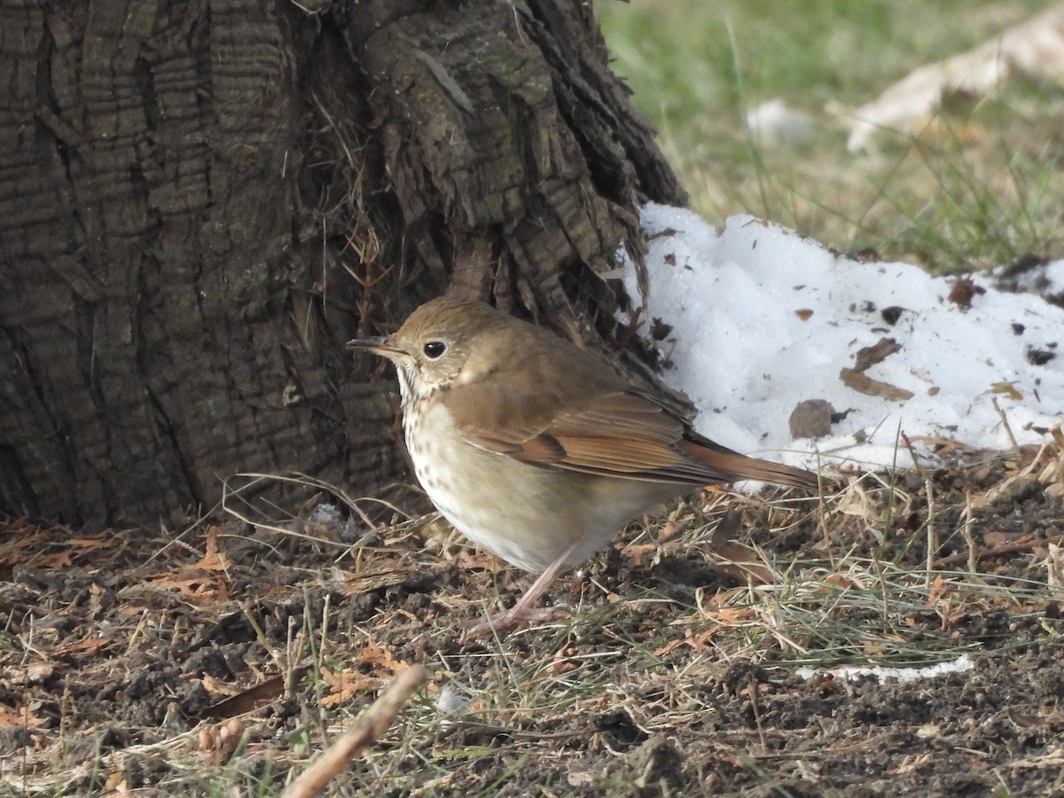 Hermit Thrush - ML646759599