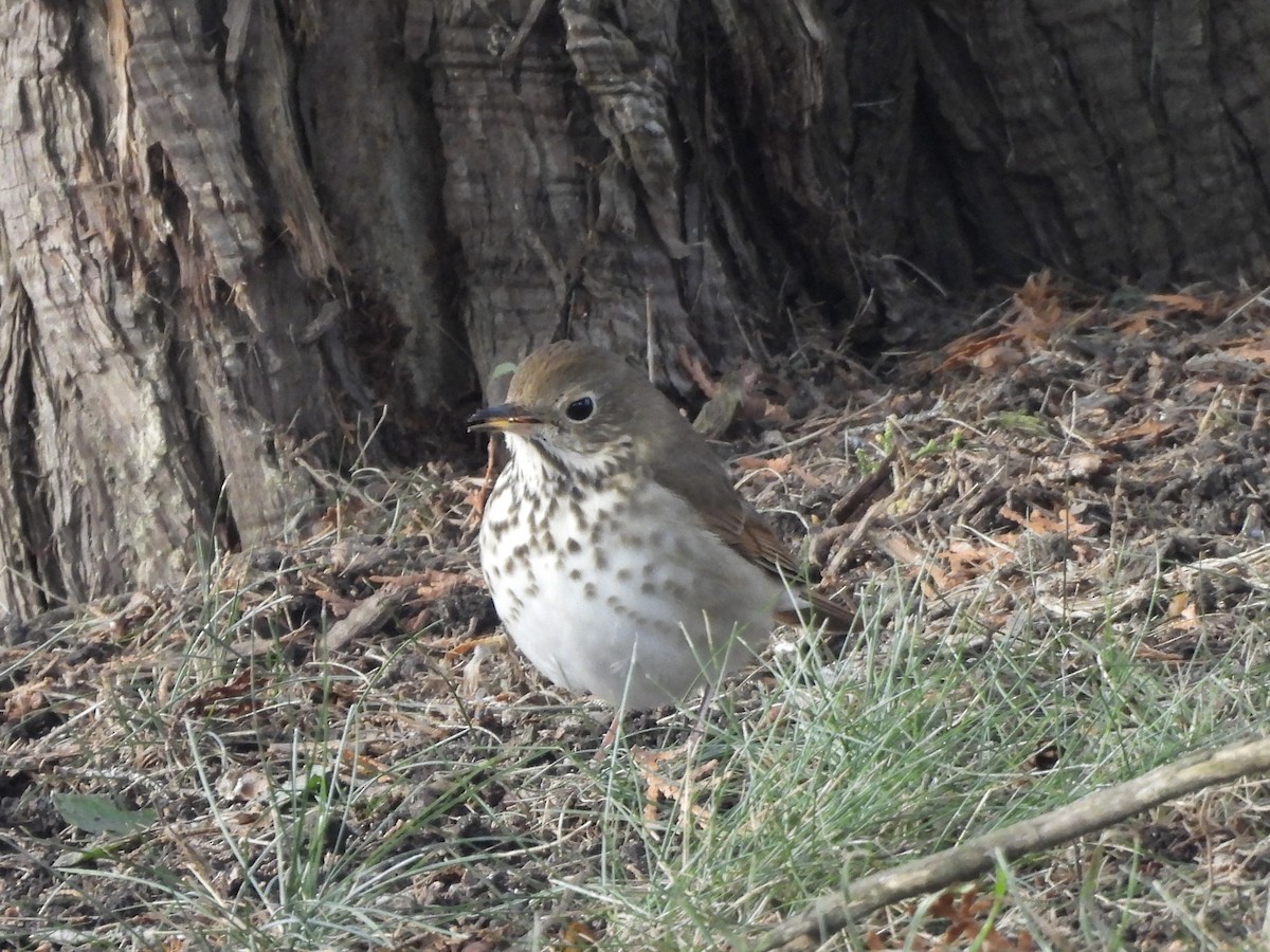 Hermit Thrush - ML646759600