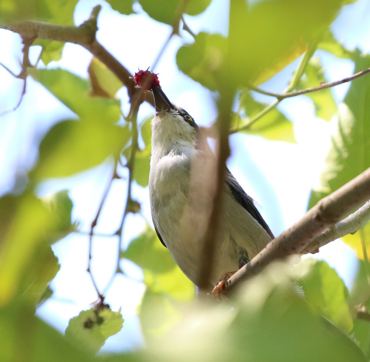 Hooded Tanager - ML646759601