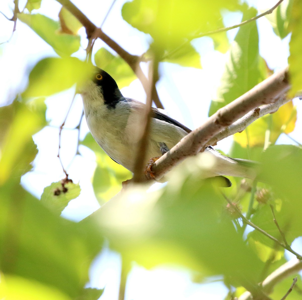 Hooded Tanager - ML646759602